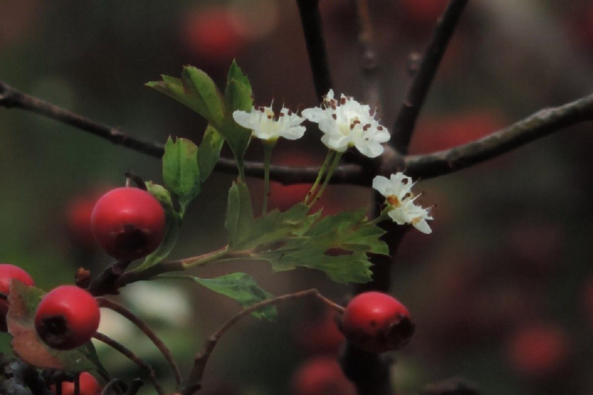 97377506_125293315814570_1950287740796928000_o