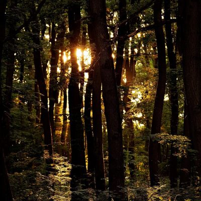 Turistamagazin 1.hely/ Az erdő kincsei